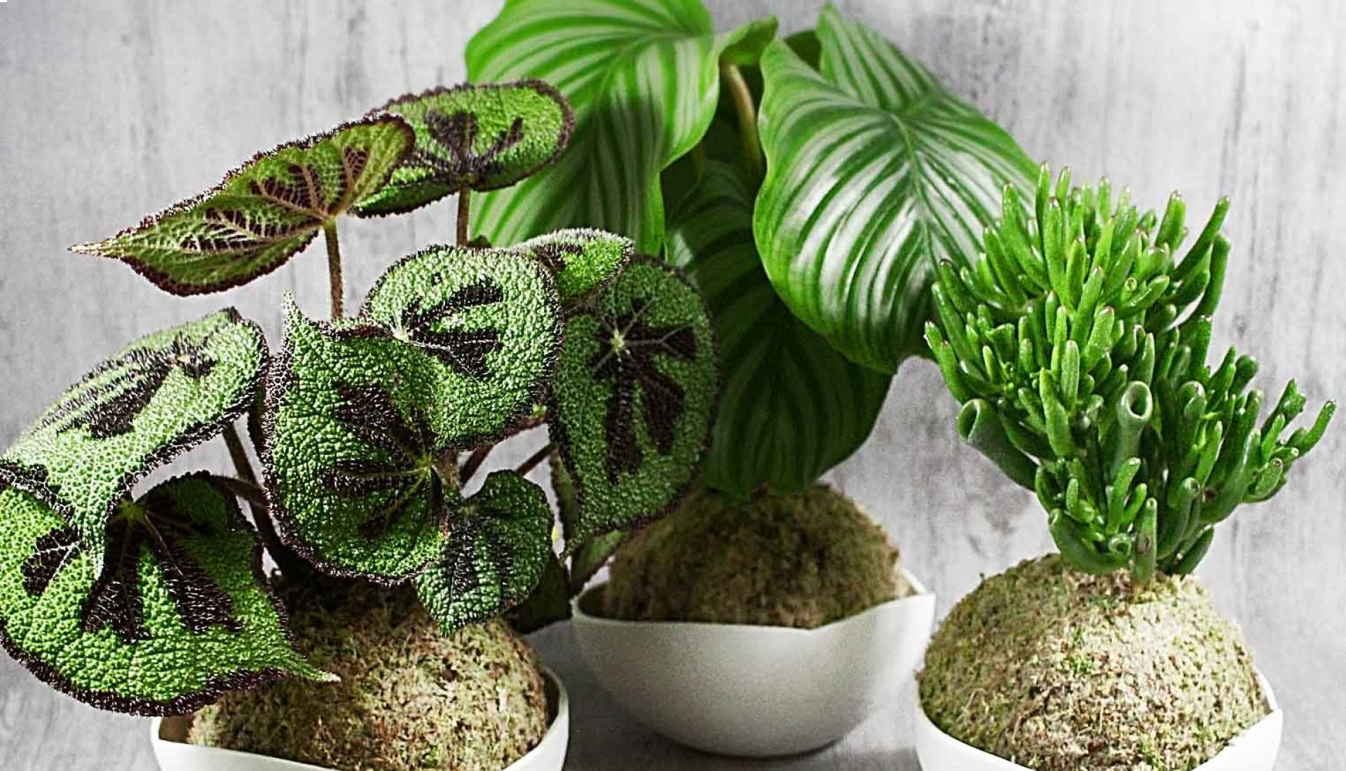 Atelier Kokedama 9